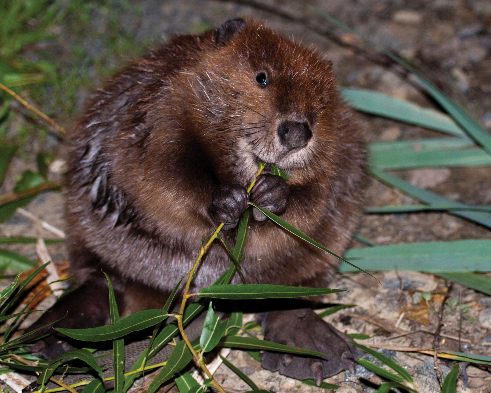 Leigh Faden Young Beaver (DSC_3936).jpg